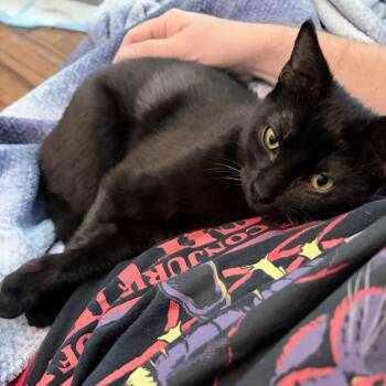 Rescue Domestic Short Hair Cats for Adoption in Fort Worth, Texas - Absinthe | PetCurious