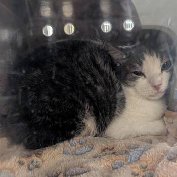 Domestic Short Hair Cats Available for Adoption in Buchanan Dam, Texas - Rumple | PetCurious