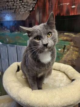 DOVE -  Domestic Short Hair Cat Available for Adoption in Ironwood, Michigan - DOVE | PetCurious
