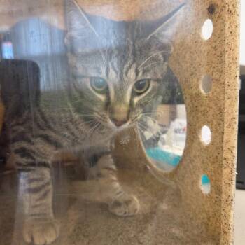 Sylver -  Domestic Short Hair Cat for Adoption in Philadelphia, Pennsylvania - Sylver | PetCurious