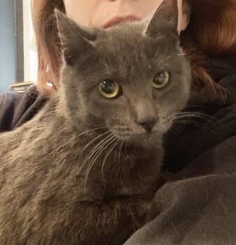 Domestic Short Hair Cats Available for Adoption - Smudge | PetCurious