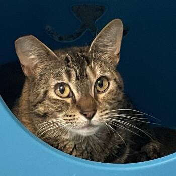 Torbie Cats Available for Adoption in Hoquiam, Washington - Gypsy - Pretty Girl - New To Us | PetCurious
