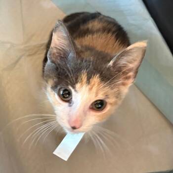 Mahogany -  Domestic Short Hair Cat for Adoption in Leander, Texas - Mahogany | PetCurious