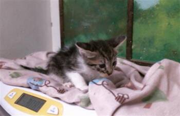 A2094410 -  Domestic Short Hair Cat for Adoption in Houston, Texas - A2094410 | PetCurious