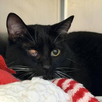 Figgy (Lola) -  Domestic Short Hair and Mixed Breed Cat for Adoption in Gloucester, Virginia - Figgy (Lola) | PetCurious