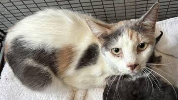 *Miss Ladybug* -  Domestic Short Hair Cat for Adoption in Salt Lake City, Utah - *Miss Ladybug* | PetCurious