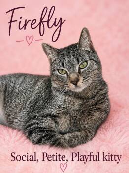 Firefly (FCID# 05/26/2026 - 125) Willow Grove -  Tabby Cat for Adoption in Greenville, Delaware - Firefly (FCID# 05/26/2026 - 125) Willow Grove | PetCurious
