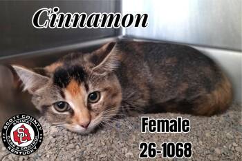 Cinnamon -  Domestic Short Hair Cat for Adoption in Georgetown, Kentucky - Cinnamon | PetCurious