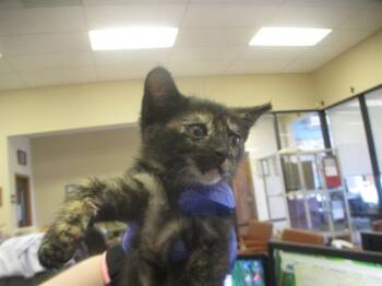 Rescue Domestic Short Hair Cats for Adoption in Ocala, Florida - ROXANNE | PetCurious