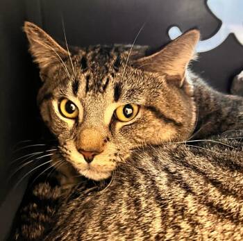 Tiger -  Domestic Short Hair Cat for Adoption - Tiger | PetCurious