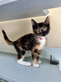 Callie Mae -  Domestic Short Hair Cat for Adoption in Lunenburg, Massachusetts - Callie Mae | PetCurious