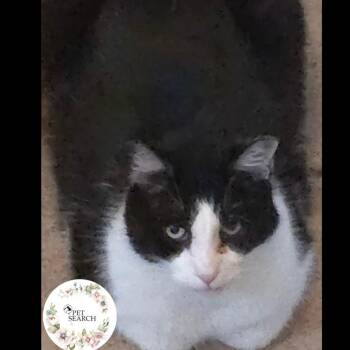 Rescue Domestic Short Hair Cats for Adoption in Washington, Pennsylvania - General | PetCurious