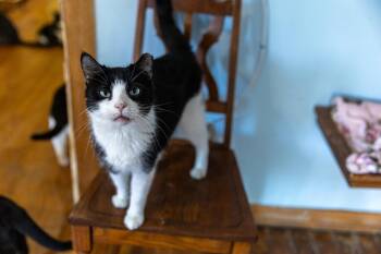 Rescue Domestic Short Hair Cats for Adoption in Chicago, Illinois - Wild Thing | PetCurious