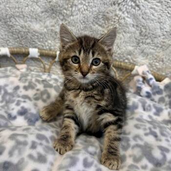 Amy -  Domestic Short Hair Cat for Adoption in Medford, Oregon - Amy | PetCurious