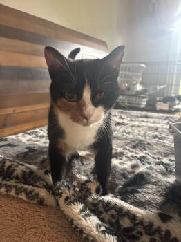 Bagira -  Calico Cat for Adoption in Shrewsbury, Massachusetts - Bagira | PetCurious