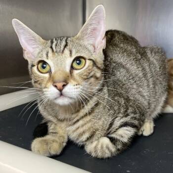 Tyler -  Domestic Short Hair Cat for Adoption in Roanoke, Virginia - Tyler | PetCurious