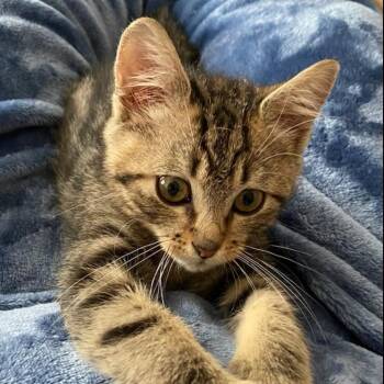 Danny Darko -  Domestic Short Hair Cat for Adoption in Williston, Florida - Danny Darko | PetCurious