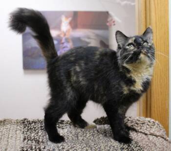 Rescue Domestic Short Hair Cats for Adoption in Portage, Wisconsin - Francine | PetCurious