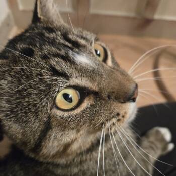 Rescue Domestic Short Hair Cats for Adoption in Rochester, Minnesota - Nimbus | PetCurious