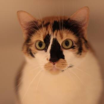 Cimani -  Domestic Short Hair Cat for Adoption in Philadelphia, Pennsylvania - Cimani | PetCurious