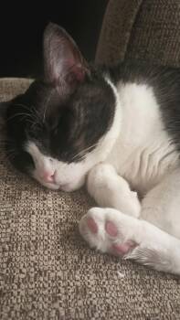 Domestic Short Hair and Bengal Cats Available for Adoption - Lunastra | PetCurious