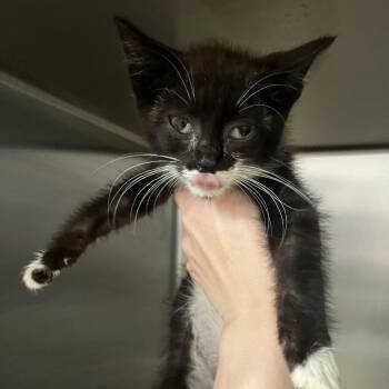 Boog -  Domestic Short Hair Cat for Adoption in Chattanooga, Tennessee - Boog | PetCurious