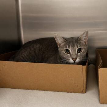 Tootsie -  Domestic Short Hair Cat for Adoption in Milan, Illinois - Tootsie | PetCurious