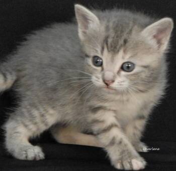 Glow -  Domestic Short Hair and Tabby Cat for Adoption in Newland, North Carolina - Glow | PetCurious