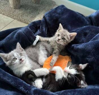 Kraft -  Domestic Short Hair Cat for Adoption in Hobart, Indiana - Kraft | PetCurious