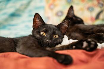 Rescue Domestic Short Hair Cats for Adoption in Millcreek, Utah - Rerun | PetCurious