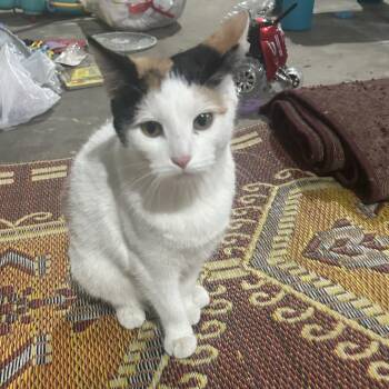 Domestic Short Hair Cats Available for Adoption - Bobo | PetCurious