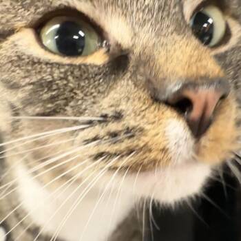 Arthur -  Domestic Short Hair Cat for Adoption in Spokane, Washington - Arthur | PetCurious