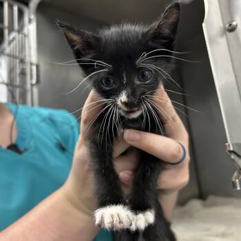 Big Foot -  Domestic Short Hair Cat for Adoption in Galveston, Texas - Big Foot | PetCurious