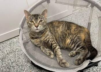 Aria -  Domestic Short Hair Cat for Adoption in Hudsonville, Michigan - Aria | PetCurious