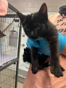 Domestic Short Hair Cats Available for Adoption in Blountville, Tennessee - Freya | PetCurious