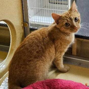 Orange Fanta -  Domestic Short Hair Cat for Adoption in Tulsa, Oklahoma - Orange Fanta | PetCurious