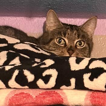 Domestic Short Hair Cats Available for Adoption in Pleasanton, California - Tiger | PetCurious