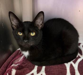 Wolfenstein -  Domestic Short Hair Cat for Adoption in Cincinnati, Ohio - Wolfenstein | PetCurious