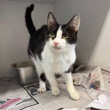 Domestic Short Hair Cats Available for Adoption - Hyde | PetCurious