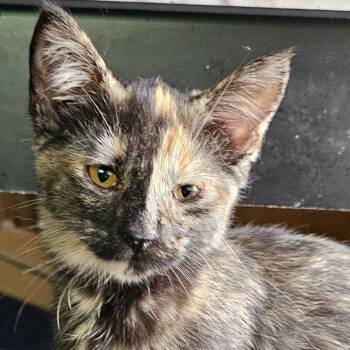 Rescue Domestic Short Hair Cats for Adoption in Grinnell, Iowa - Lunara | PetCurious