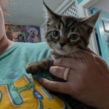 Caitlin -  Domestic Medium Hair Cat for Adoption in Jefferson City, Tennessee - Caitlin | PetCurious
