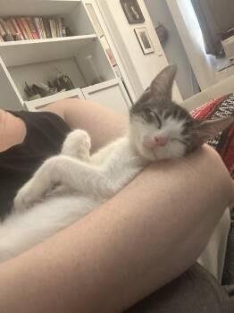 Zizou & Pirlo -  Domestic Short Hair Cat for Adoption in New York, New York - Zizou & Pirlo | PetCurious