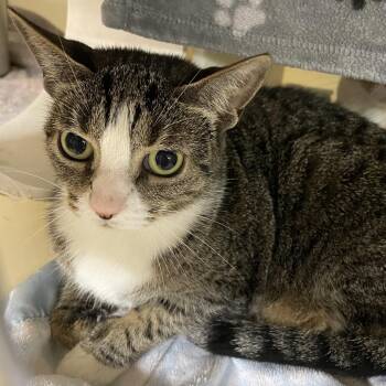 Estella -  Domestic Short Hair Cat for Adoption in Madison, Wisconsin - Estella | PetCurious