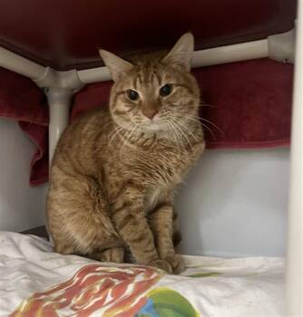Domestic Short Hair Cats Available for Adoption in Boston, Massachusetts - CHARLIE | PetCurious