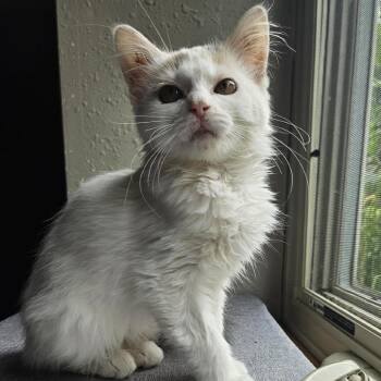 Athena -  Domestic Short Hair Cat for Adoption in Madison, Wisconsin - Athena | PetCurious