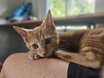 Tabby Cats Available for Adoption in Wilmington, North Carolina - SQUEEM | PetCurious