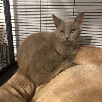 1854RJ04 Ghost -  Domestic Short Hair Cat for Adoption in Columbia, Missouri - 1854RJ04 Ghost | PetCurious
