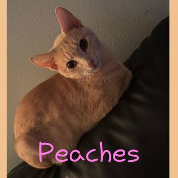 Rescue Domestic Short Hair Cats for Adoption in Pekin, Illinois - Peaches | PetCurious
