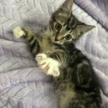 Joey -  Domestic Short Hair Cat for Adoption in West Palm Beach, Florida - Joey | PetCurious