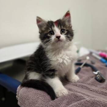 Domestic Medium Hair Cats Available for Adoption - Mic Drop | PetCurious